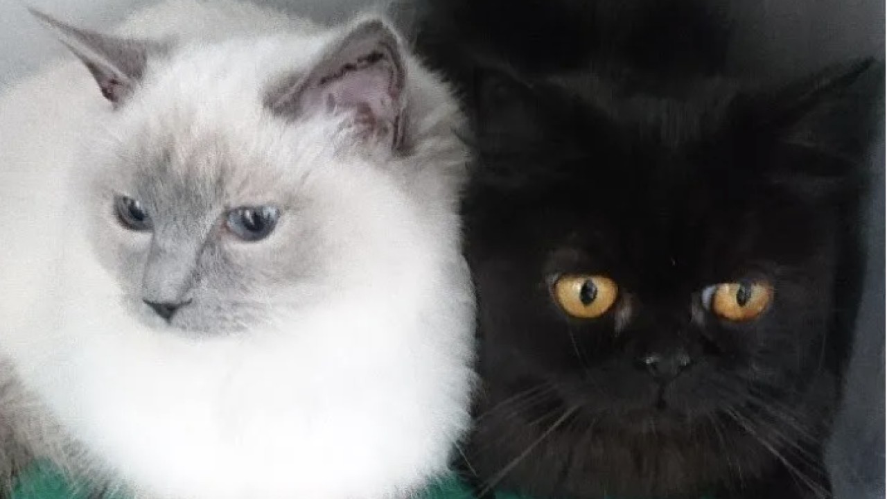 Deux chats